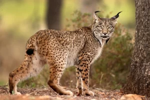 Eurasian Lynx