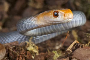 Coastal Taipan camouflaged in dense rainforest undergrowth