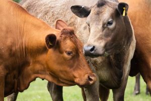 Bovine Tuberculosis