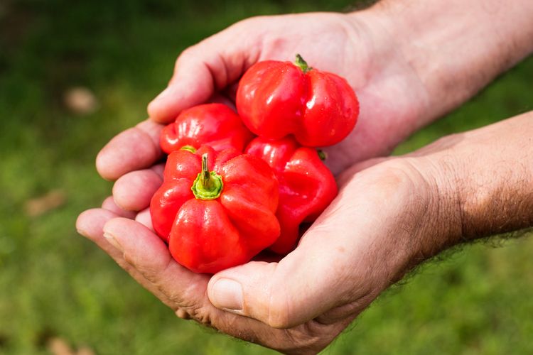 Cabai Habanero
