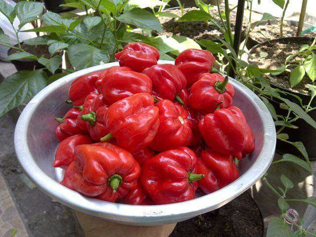 Cabai Habanero